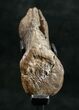 Diplodocus Caudal Vertebra On Stand - Wyoming #10154-4